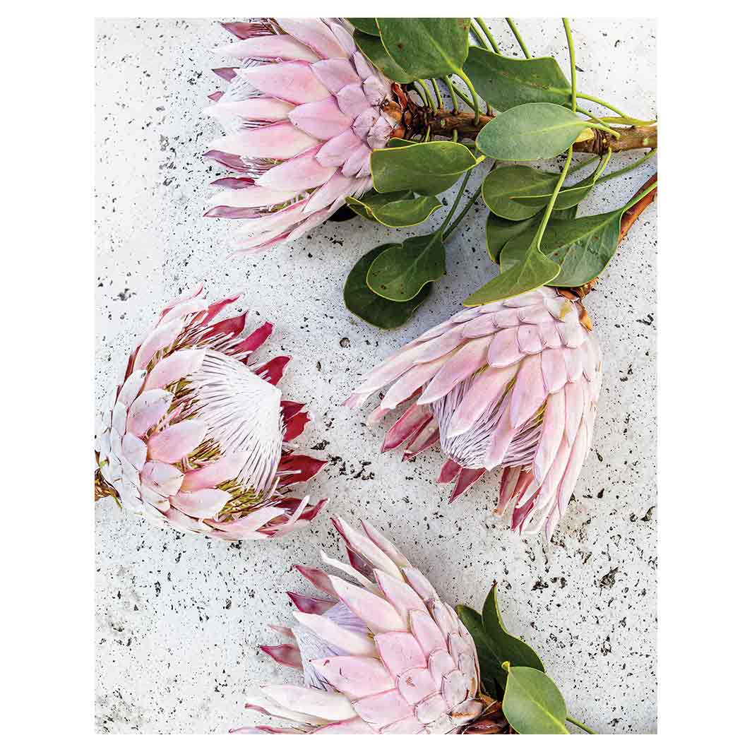 FLORAL PINK PROTEAS ON WHITE FLEECE BLANKET