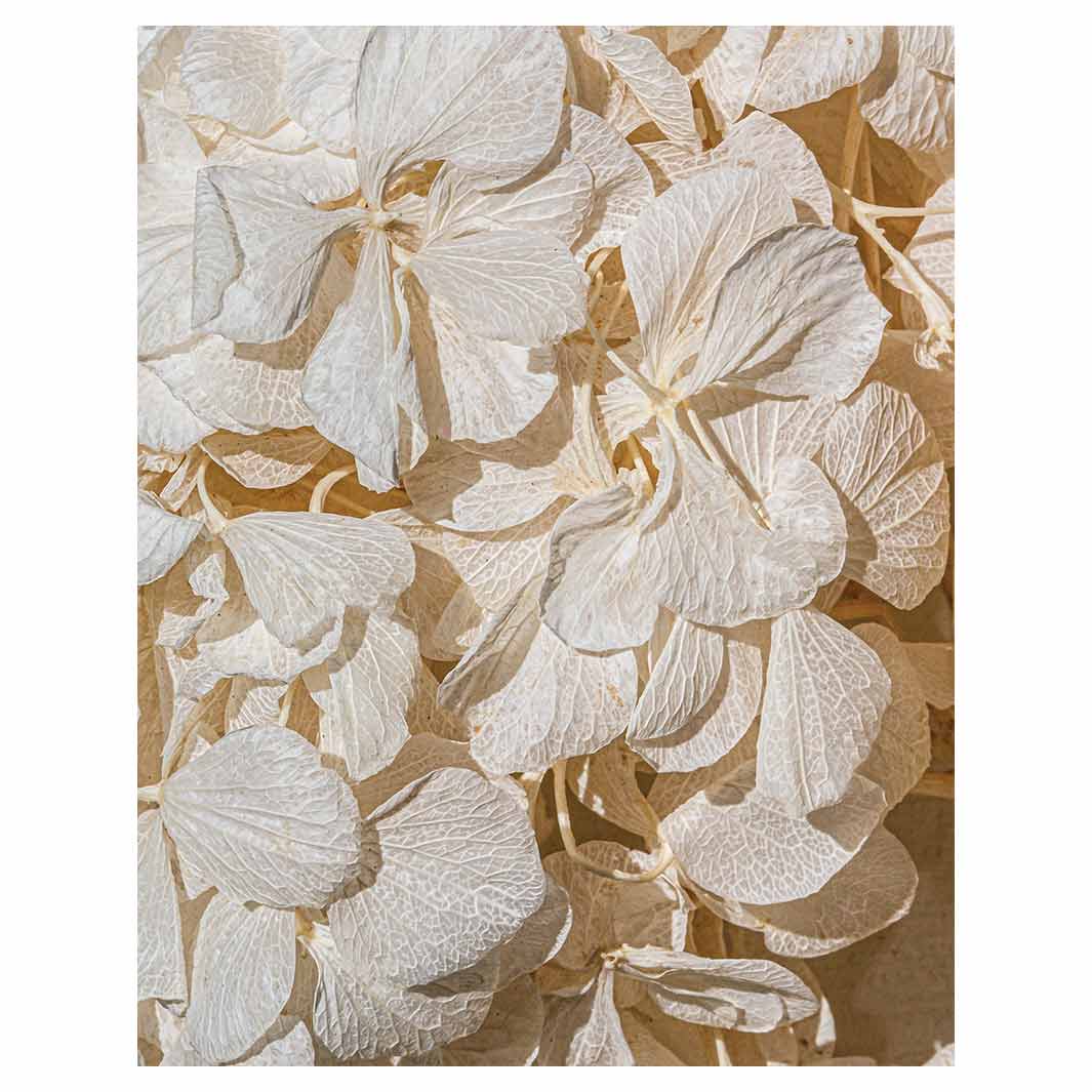 FLORAL CREAM BLEACHED HYDRANGEA LEAVES FLEECE BLANKET