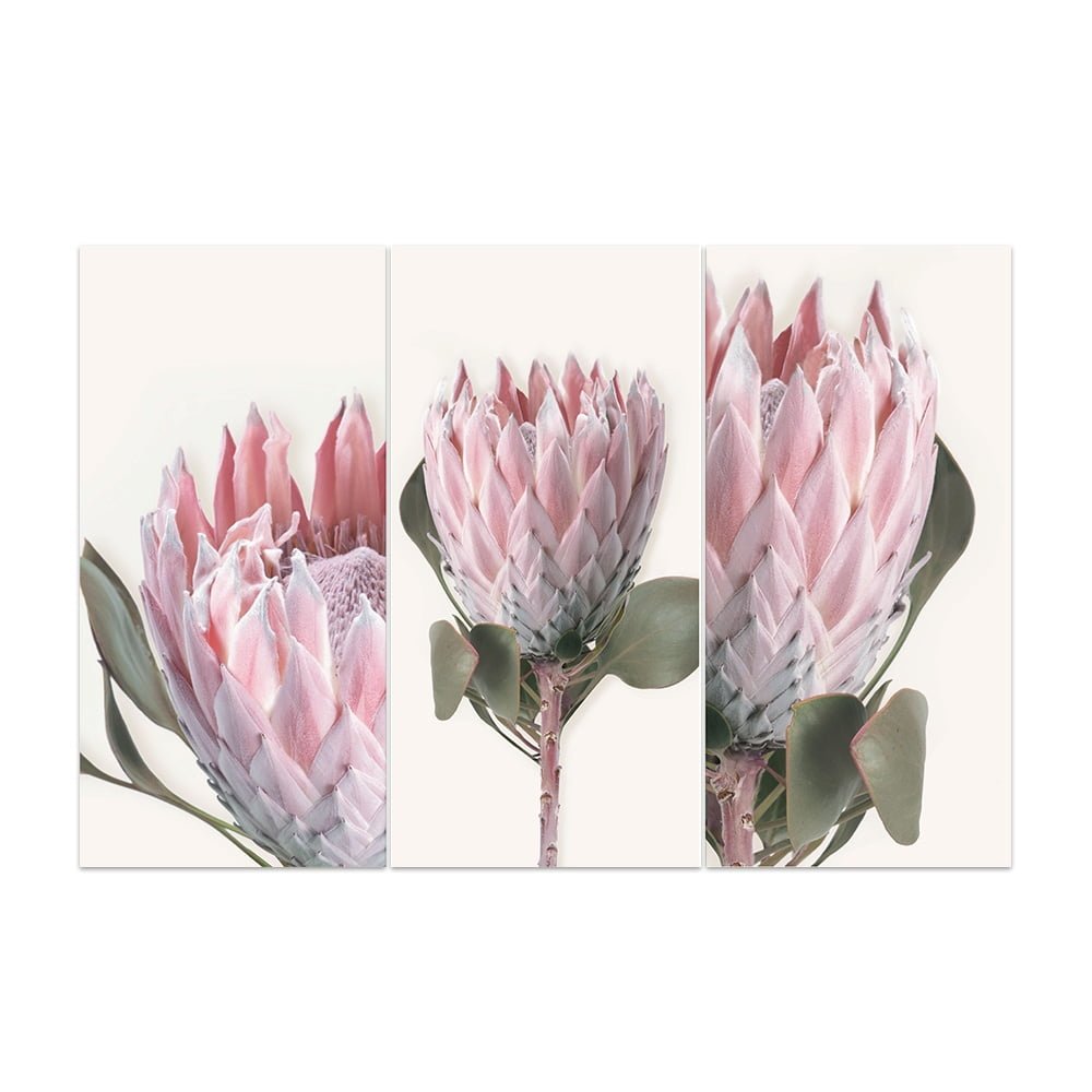 MDF 3PCE COLLAGE Pink Protea
