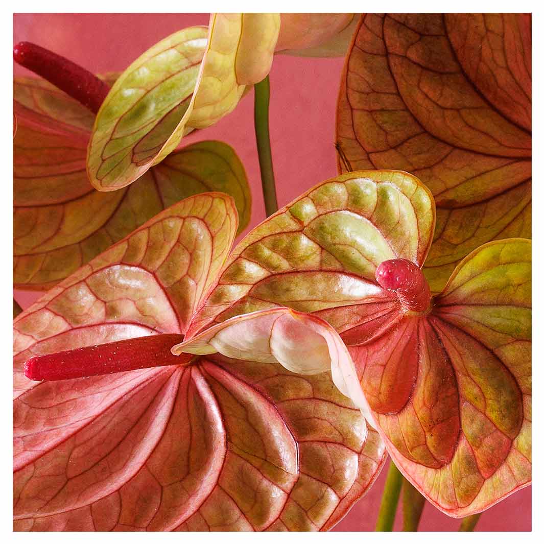 ANTHURIUM LIGHT PINK AND GREEN ON MAGENTA MAKE-UP BAG