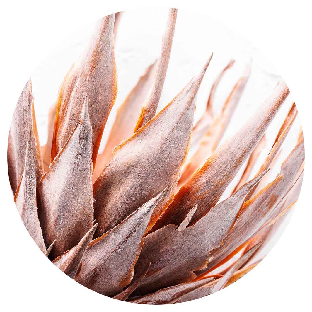 DRIED RUSTIC PINK PROTEA POT STAND