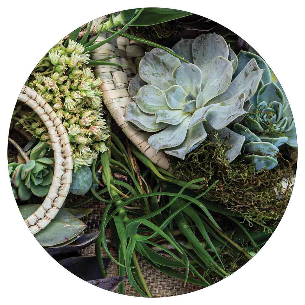 NATURAL GREEN ALOE BOUQUET IN BASKET ON HESSIAN POT STAND
