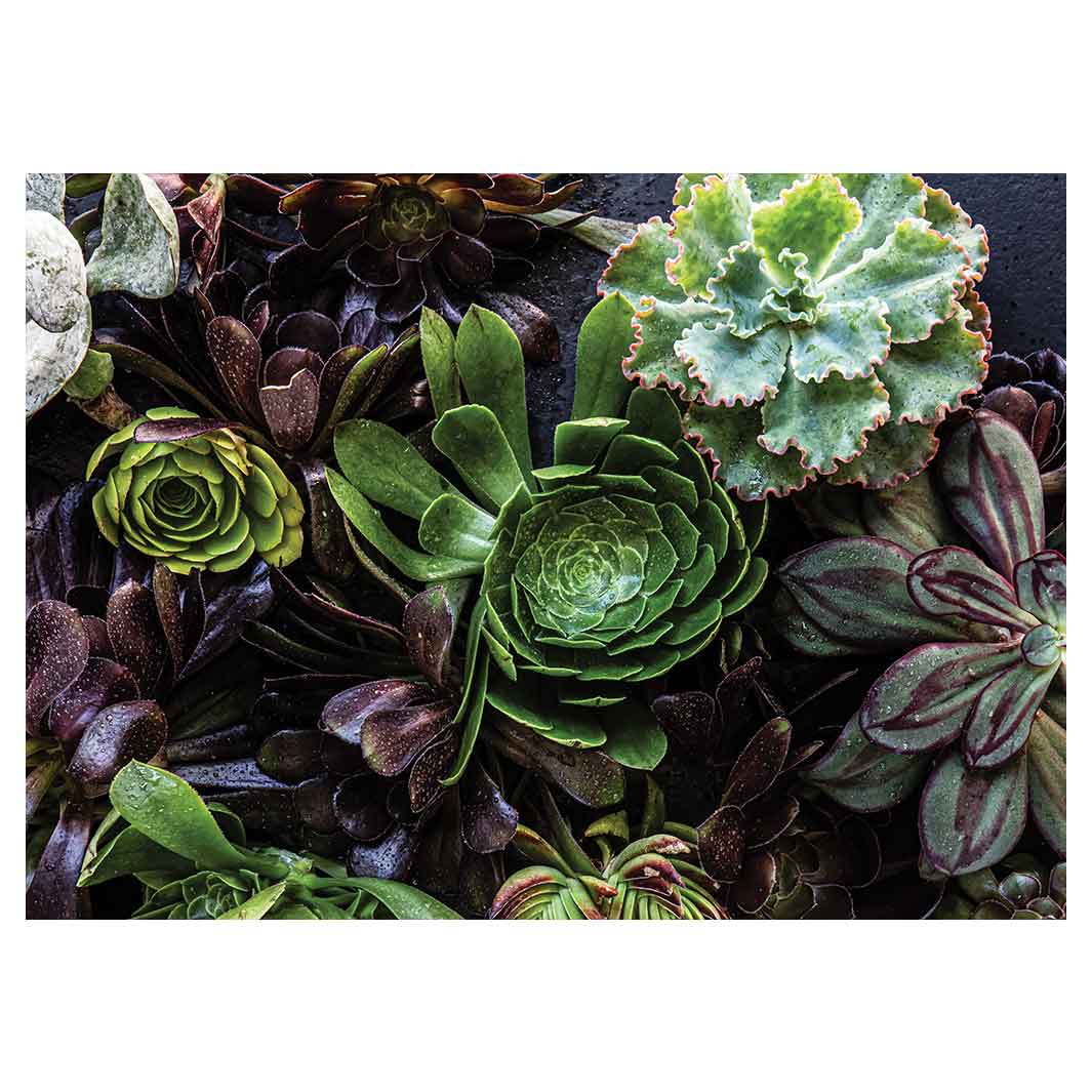 NATURAL GREEN AND PURPLE ALOE GARDEN TABLECLOTH