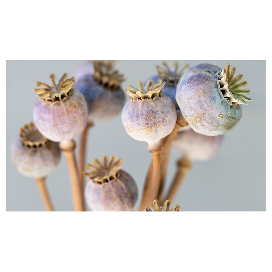 NATURAL PURPLE GIANT POPPY SEED BUNCH ON GREY TABLECLOTH