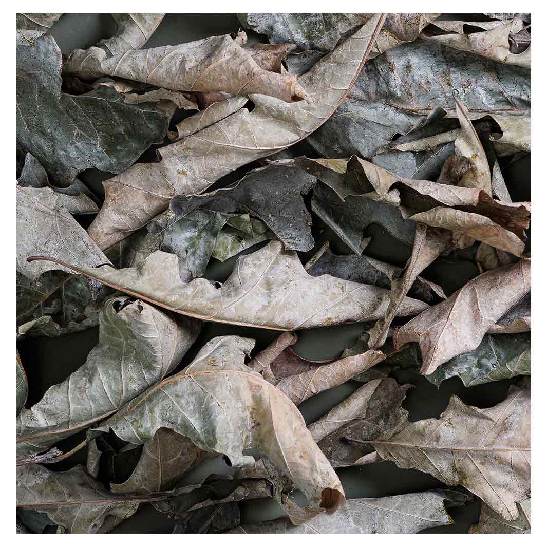 MONOCHROMATIC GREY GREEN LEAVES TABLECLOTH