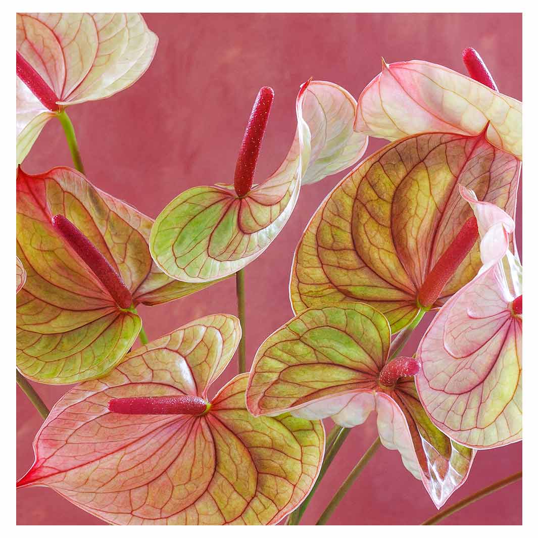 ANTHURIUM LIGHT PINK AND GREEN ON MAGENTA TABLECLOTH