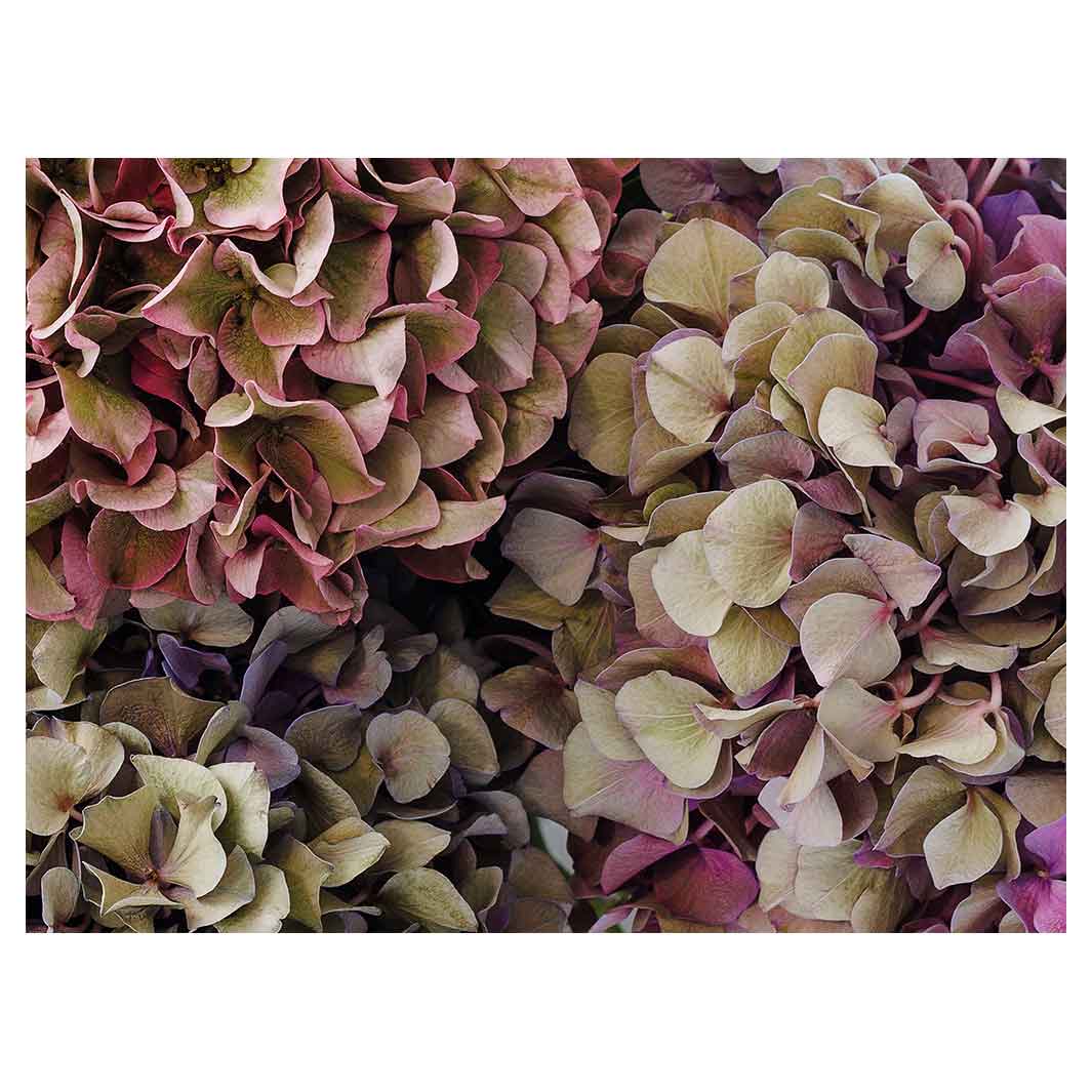 HYDRANGEA DEEP FLORAL TONES TABLECLOTH