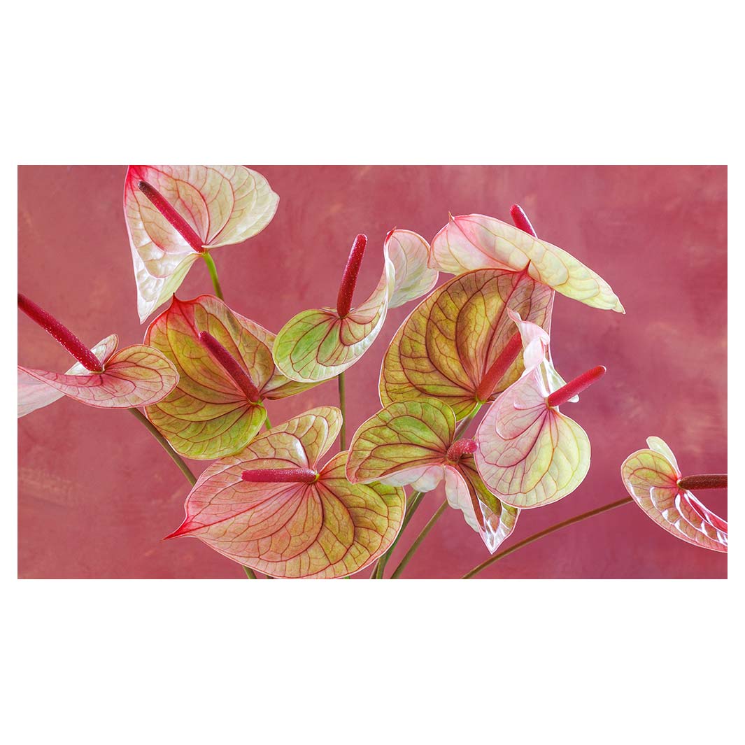 ANTHURIUM LIGHT PINK AND GREEN ON MAGENTA TABLECLOTH