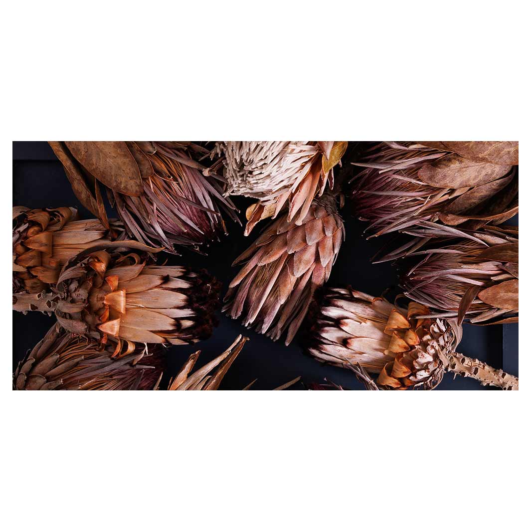 GOLDEN BROWNS PROTEAS TABLECLOTH