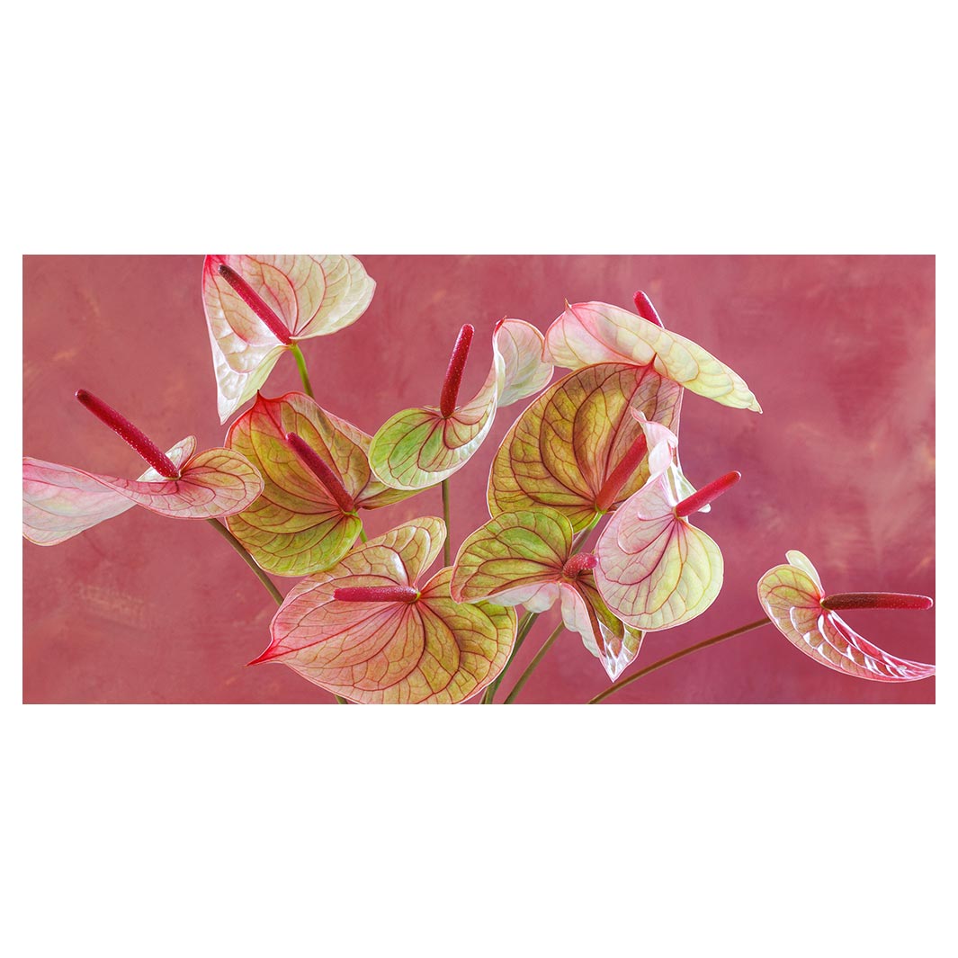 ANTHURIUM LIGHT PINK AND GREEN ON MAGENTA TABLECLOTH
