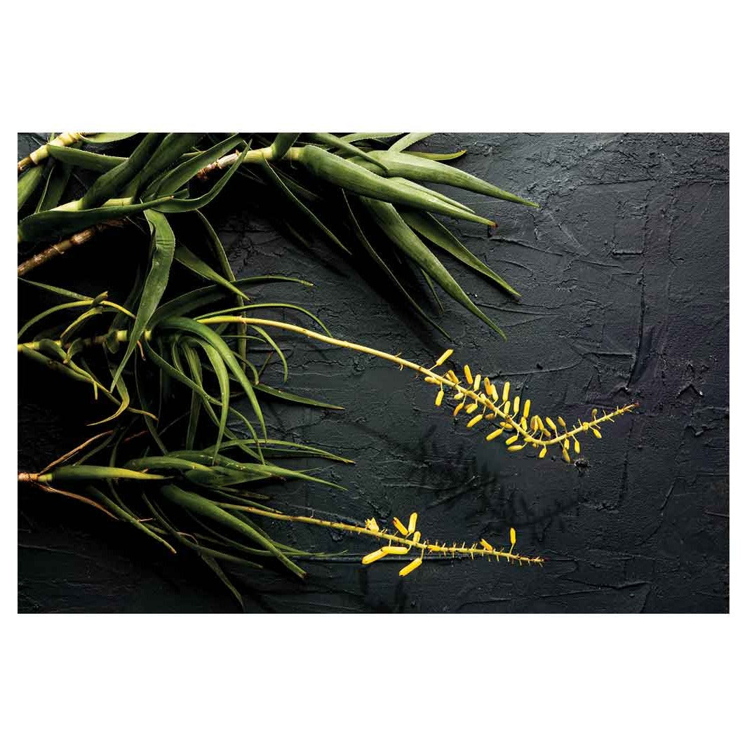 CONTEMPORARY YELLOW BLOSSOMED ALOE BUSH ON BLACK RECTANGULAR RUG