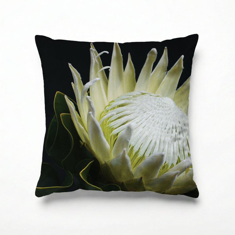 MIDNIGHT WHITE PROTEA UP CLOSE SCATTER CUSHION