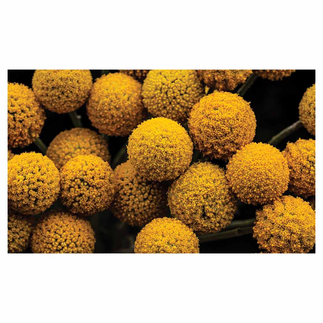 NATURAL YELLOW CRASPEDIA BILLY BUTTON BALLS MULTI-PURPOSE MAT
