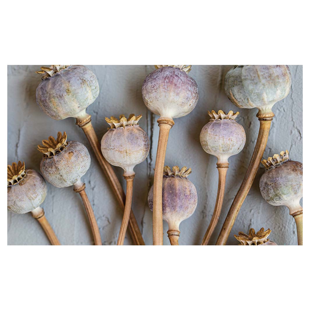 NATURAL PURPLE GIANT POPPY SEEDS ON GREY MULTI-PURPOSE MAT