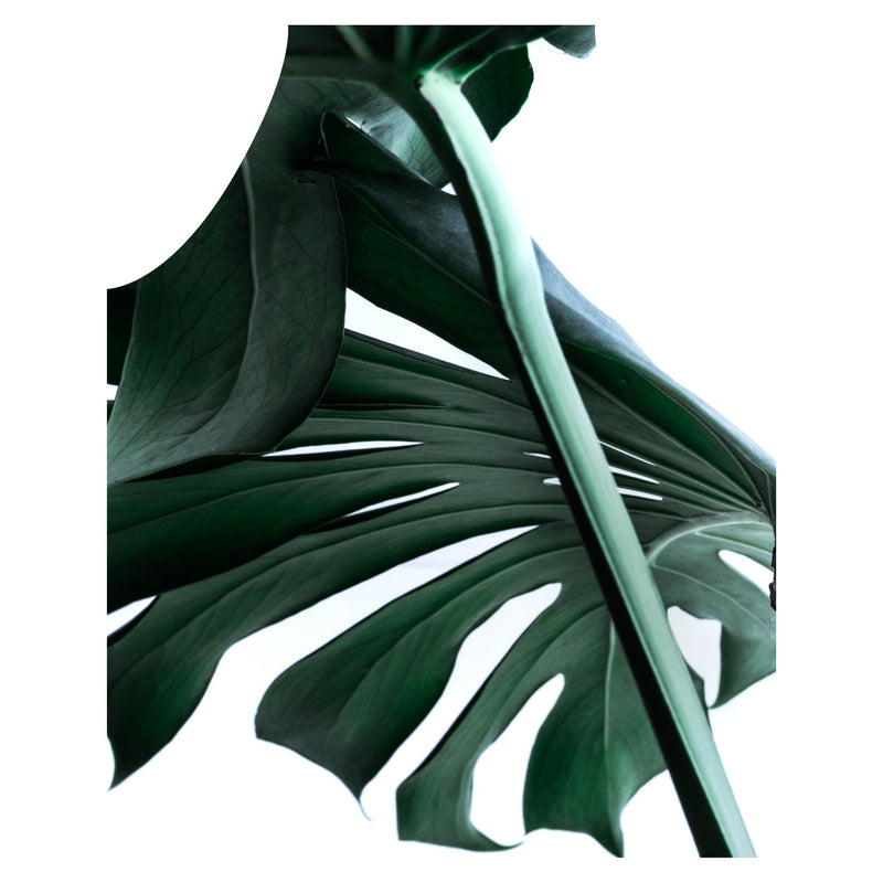 MONSTERA SHADOW APRON