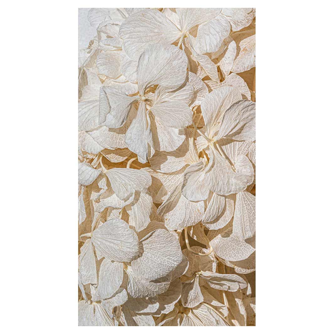 FLORAL CREAM BLEACHED HYDRANGEA LEAVES BUFF
