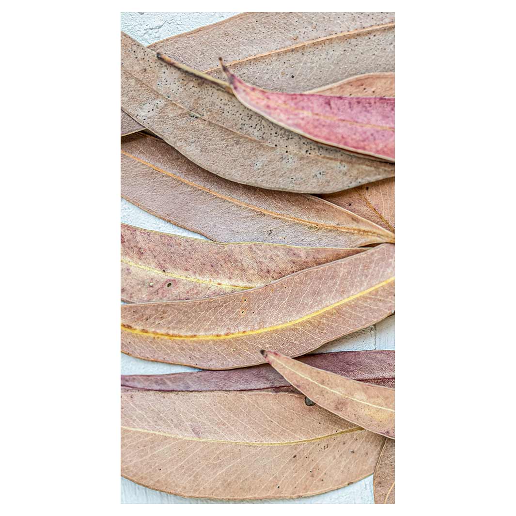 LEAVES PINK DRIED LEAVES BUFF