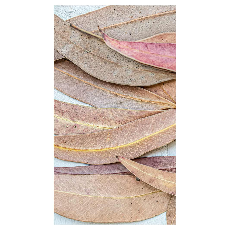 LEAVES PINK DRIED LEAVES BUFF