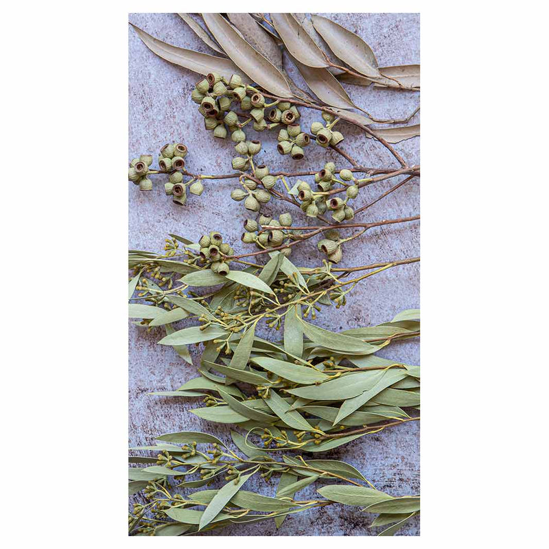 LEAVES BROWN NATURAL AMBERNUTS WITH GREEN FOLIAGE BUFF