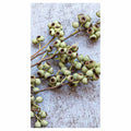 NATURAL GREEN NATURAL AMBERNUTS BUFF