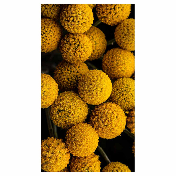 NATURAL YELLOW CRASPEDIA BILLY BUTTON BALLS BUFF