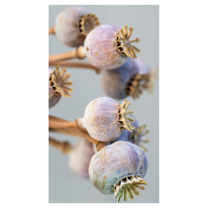 NATURAL PURPLE GIANT POPPY SEED BUNCH ON GREY BUFF