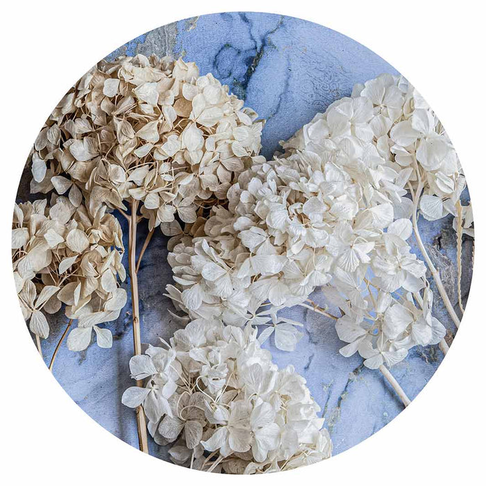 FLORAL CREAM BLEACHED HYDRANGEAS ON BLUE ROUND CLOCK