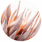 DRIED RUSTIC PINK PROTEA ROUND CLOCK