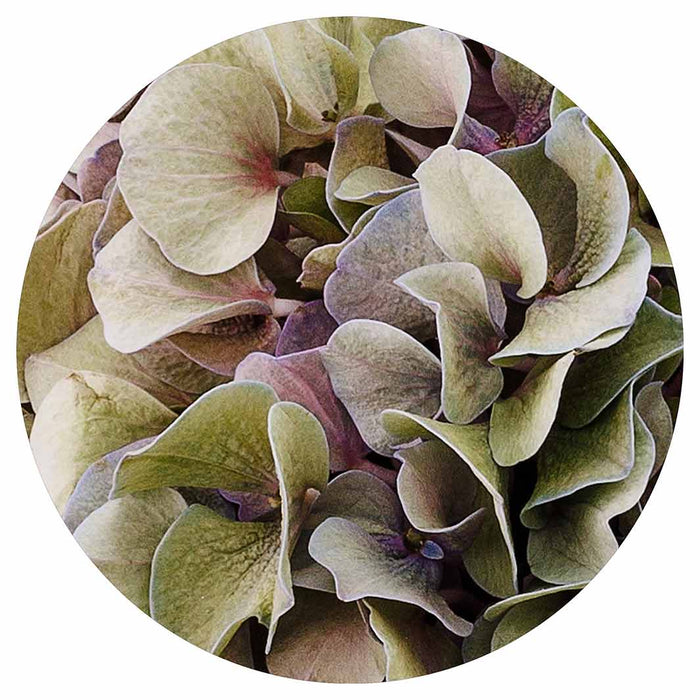 HYDRANGEA DEEP FLORAL TONES ROUND CLOCK