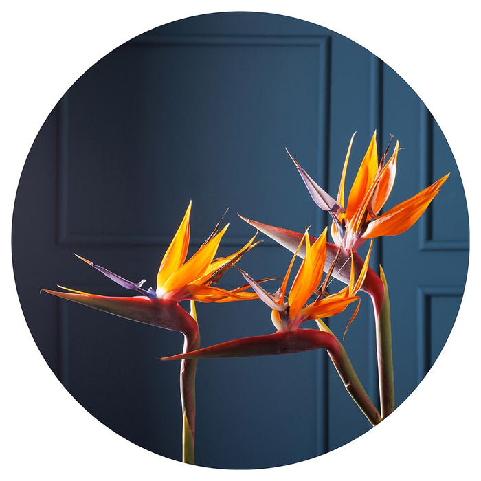 STRELITZIA ON DARK BLUE ROUND CLOCK