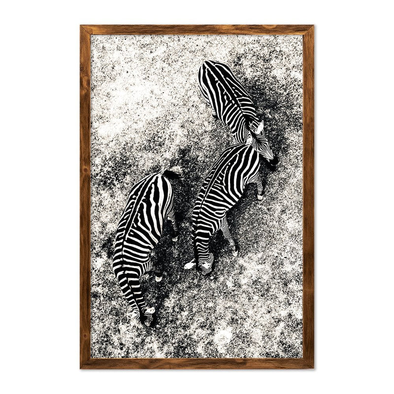 ZEBRAS - 4