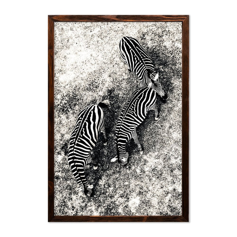ZEBRAS - 3