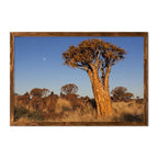BAOBAB - 2