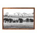 ELEPHANT HERD