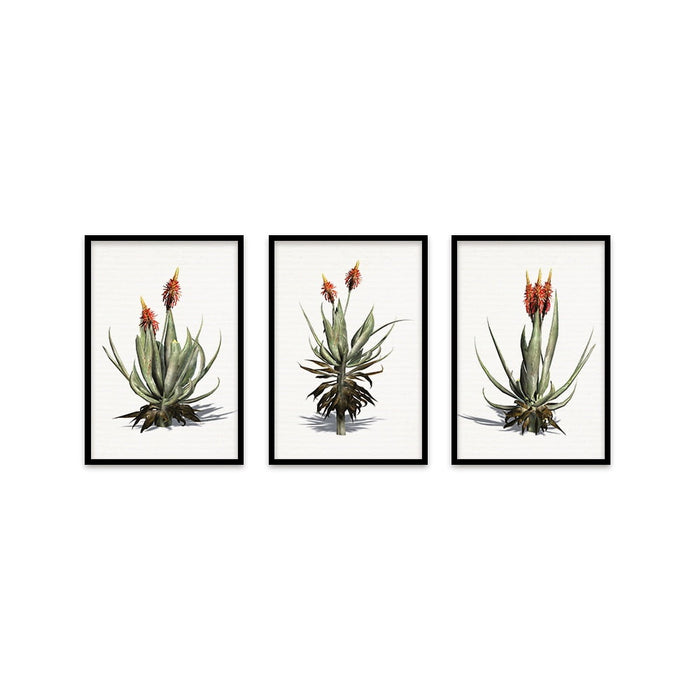 Composite Framed Canvas Collage 35x50 Alwyn Aloe Trio