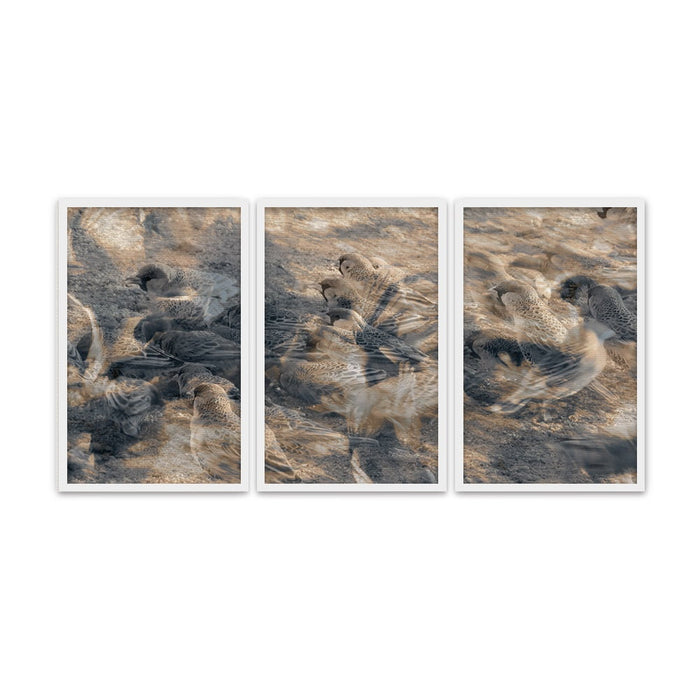 Composite Framed Canvas 3pce 40x60 Birds in Flight