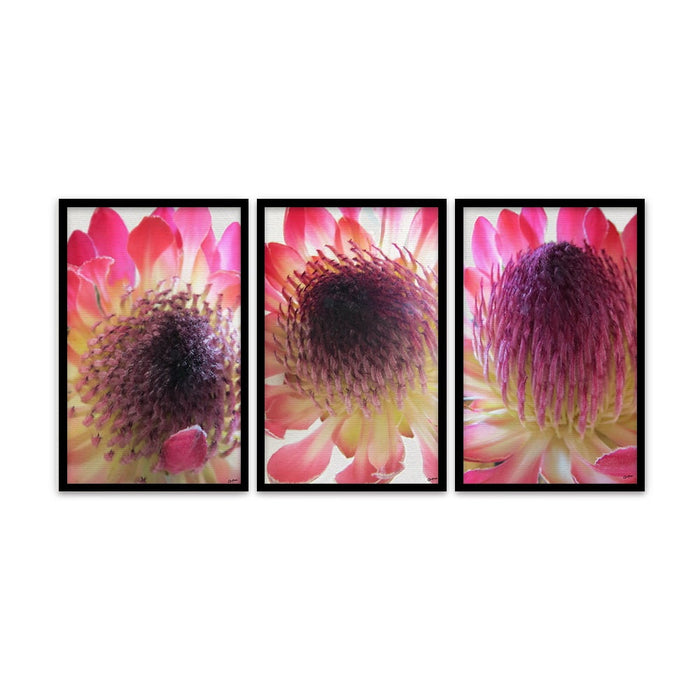 Composite Framed Canvas 3pce 40x60 Bright pink Proteas