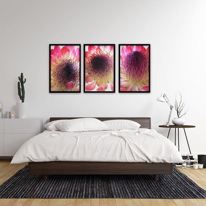 Composite Framed Canvas 3pce 40x60 Bright pink Proteas