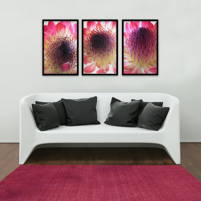 Composite Framed Canvas 3pce 40x60 Bright pink Proteas