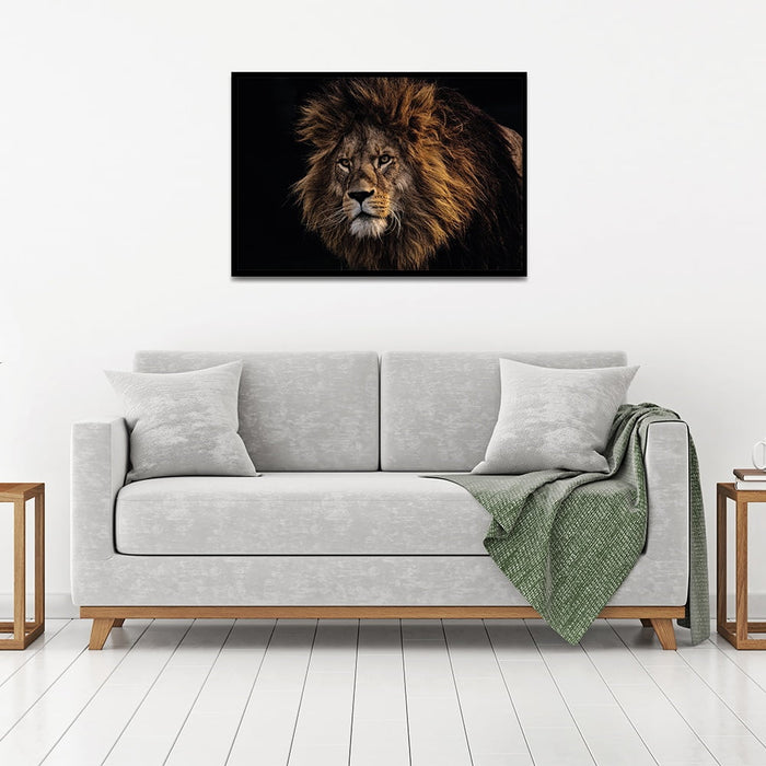 Composite Framed Canvas 50x75 African Lion