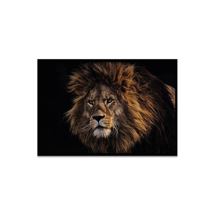 Composite Framed Canvas 50x75 African Lion