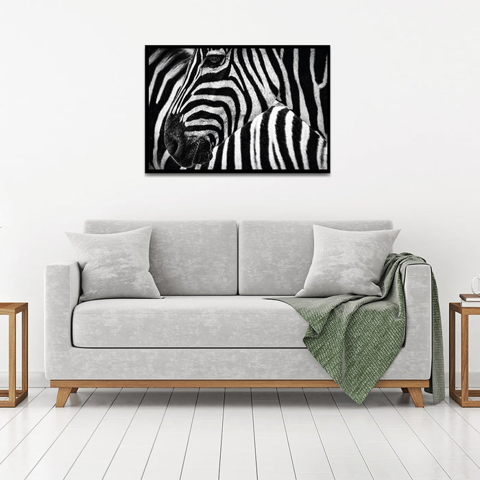 Composite Framed Canvas 50x75 Zebras