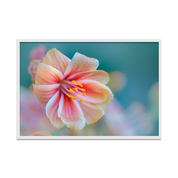 Composite Framed Canvas 50X75 DREAMY FLOWER