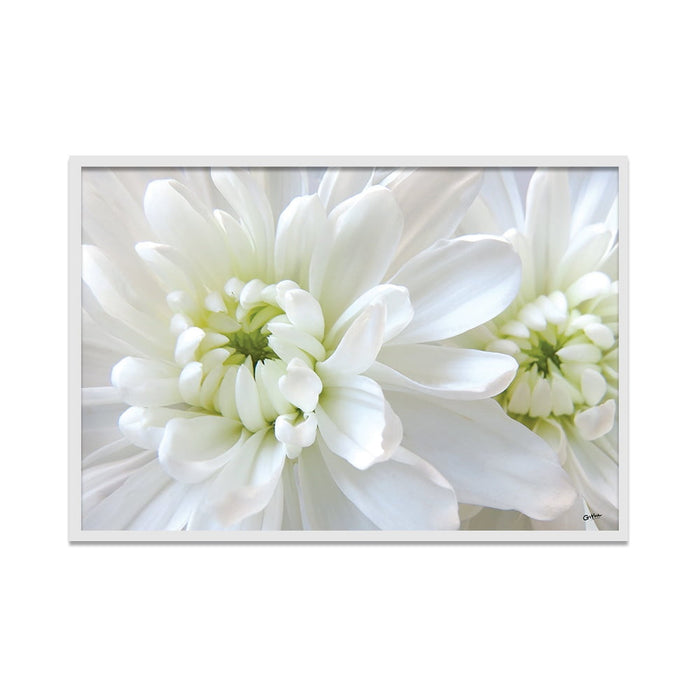 Composite Framed Canvas 50x75 White Flowers