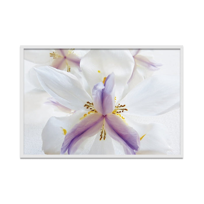 Composite Framed Canvas 50x75 White Lilies