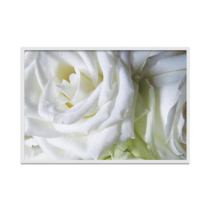 Composite Framed Canvas 50x75 White Roses