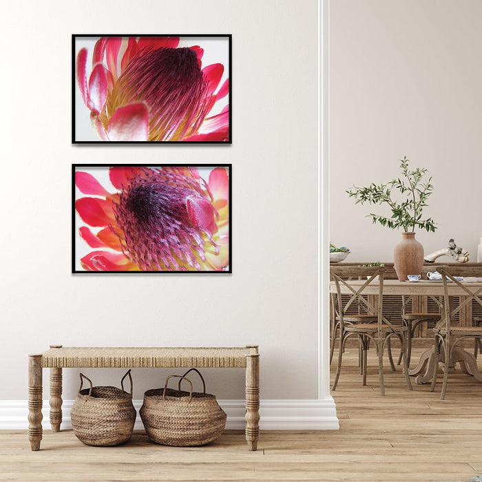 Composite Framed Canvas 50x75 Close-up Pink Protea 1