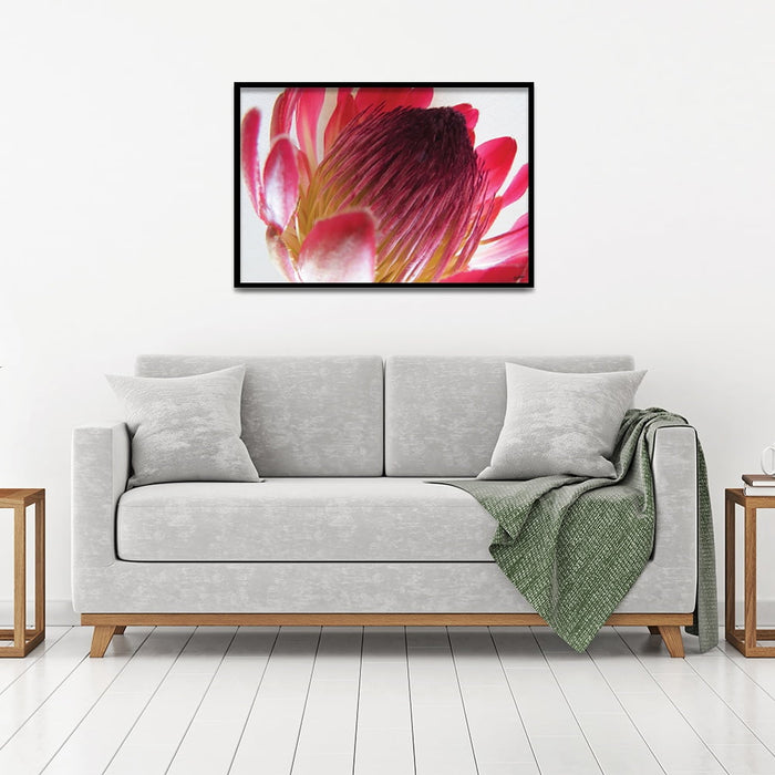 Composite Framed Canvas 50x75 Close-up Pink Protea 1