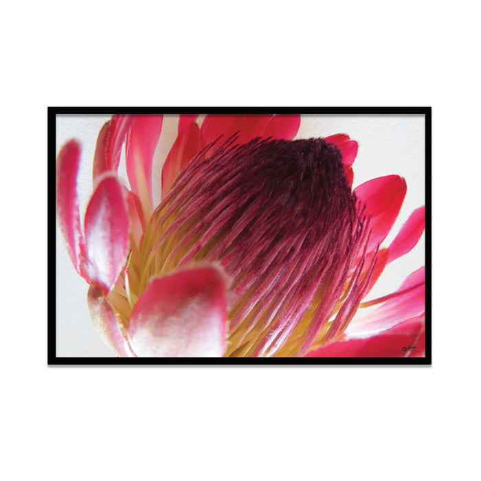 Composite Framed Canvas 50x75 Close-up Pink Protea 1