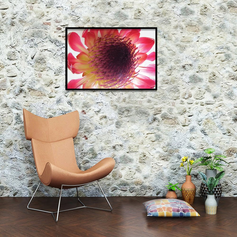 Composite Framed Canvas 50x75 Close-up Pink Protea 2